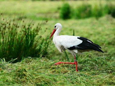 Bociany pogodziły KO i PiS...ws. nazwy dla tyskiego ronda Stork 4300368 1280