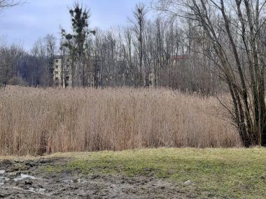 Co z oczkiem wodnym przy ul. Slęzan w Świętochłowicach? Swietochlowice slezan oczko wodne