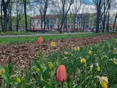 Główny plac osiedla C zamaił się nie do poznania Plac Curie osiedle C Tychy