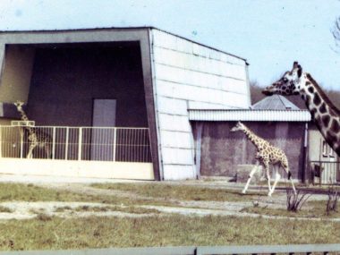 Zbliżają się 65. urodziny Śląskiego Ogrodu Zoologicznego Urodziny śląskiego ogrodu zoologicznego