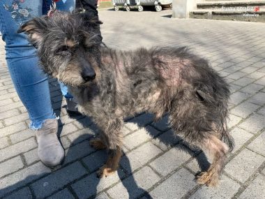 Wychudzonego i zaniedbanego psa odebrała policja Zaniedbany pies Katowice Załęże