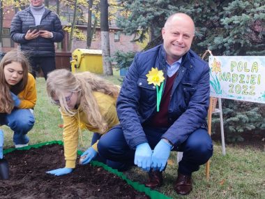 W Rudzie Śląskiej wyrosną "Pola Nadziei" Zonkile