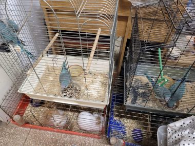 Złe warunki w sklepie zoologicznym. Zwierzęta odebrano Zwierzęta z bytomskiego sklepu zoologicznego
