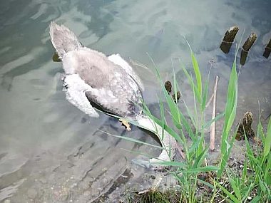 Trzy łabędzie z Parku Suble trafiły do leśnego pogotowia Łabędź Tychy