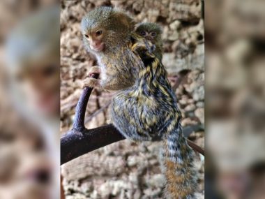 W śląskim zoo urodziła się najmniejsza małpa świata Śląkie zoo Pigmejka karłowata