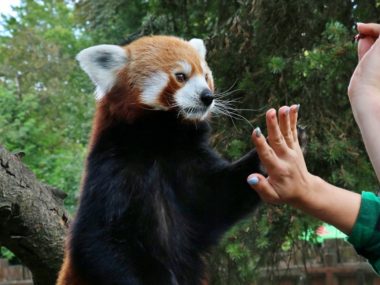 Śląskie zoo na WOŚP. Można zostać opiekunem zwierząt Śląskie zoo na aukcji WOŚP