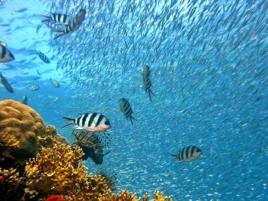 Światowy Dzień Oceanów w śląskim zoo Światowy Dzień Oceanów w śląskim zoo Można zgarnąć darmowe wejściówki