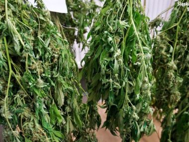Zlikwidowano plantację marihuany w Świętochłowicach Świętochłowice plantacja marihuany 1