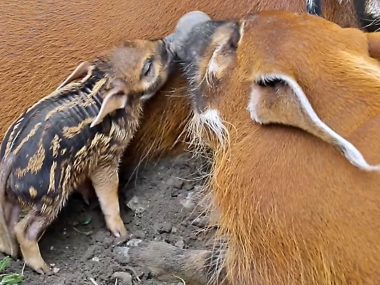 Cztery nowe maluchy w chorzowskim zoo Śląskie zoo świnie rzeczne