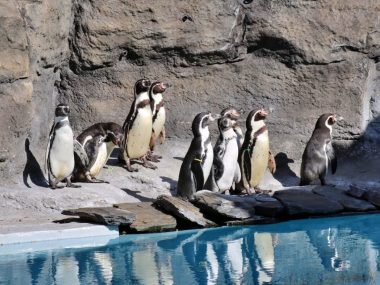 Rekordowy rok w chorzowskim zoo Śląskie zoo