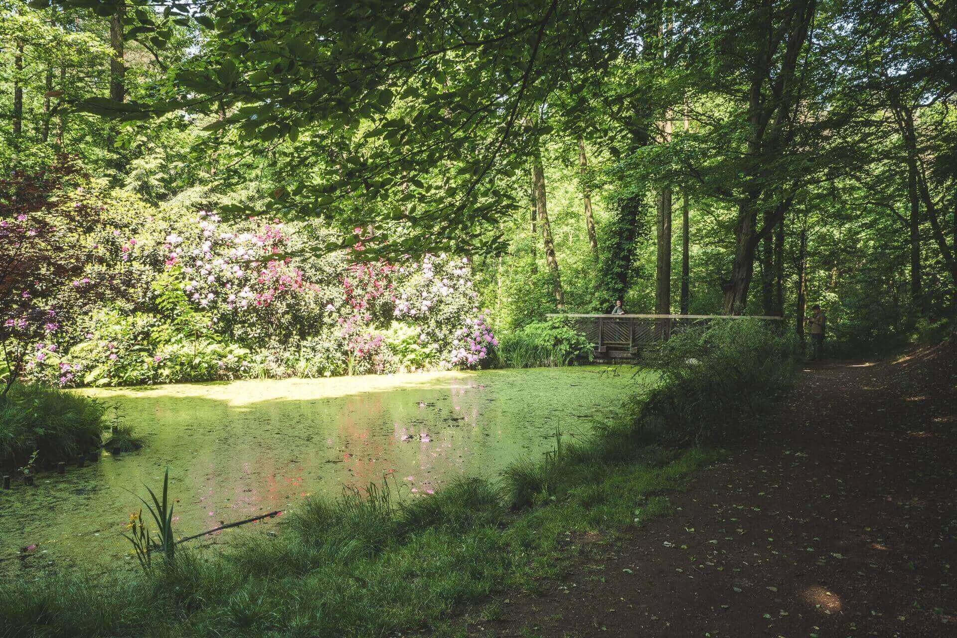 Arboretum Bramy Morawskiej w Lesie Obora pod Raciborzem