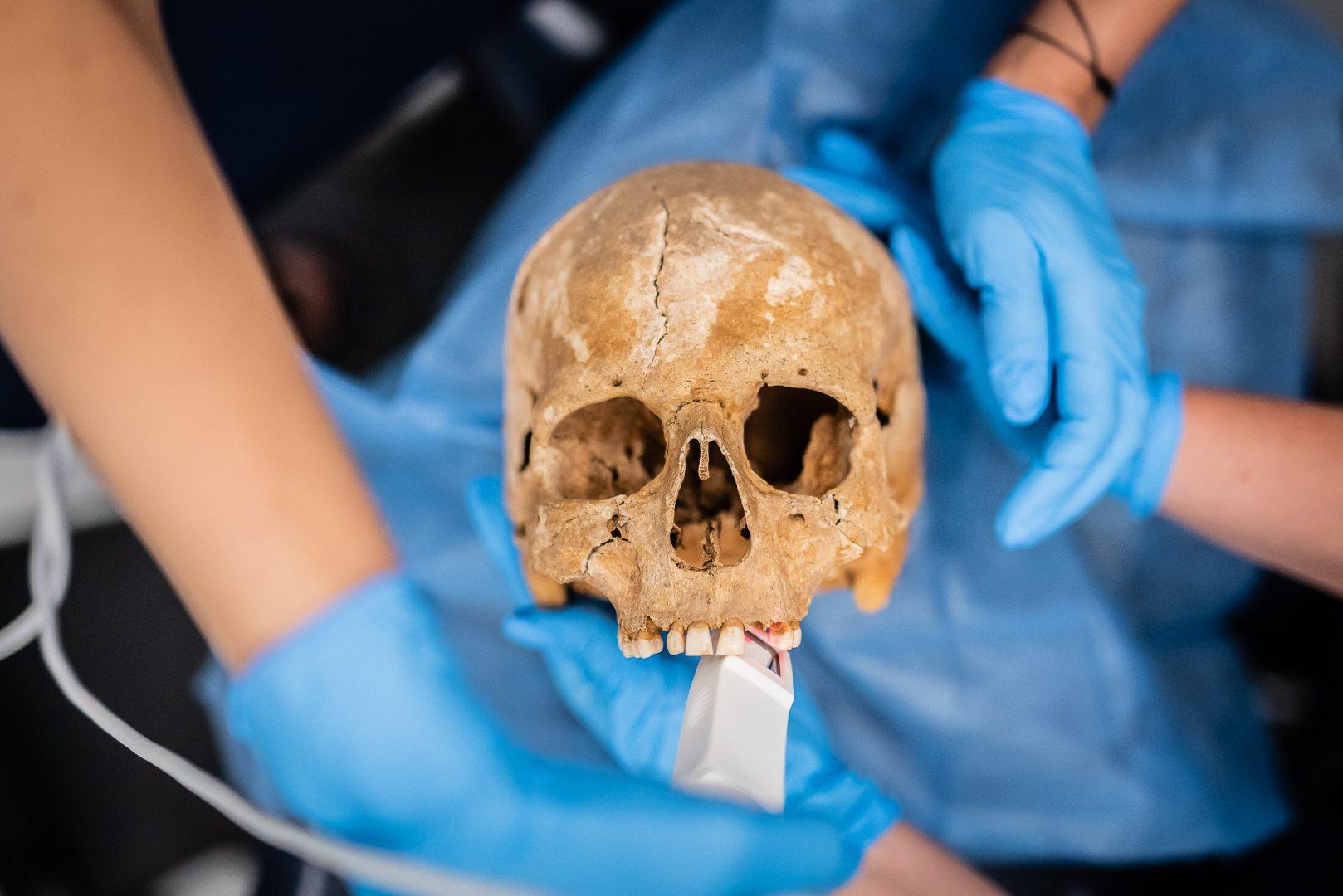 Badanie czaszek ludzi ze średniowiecza