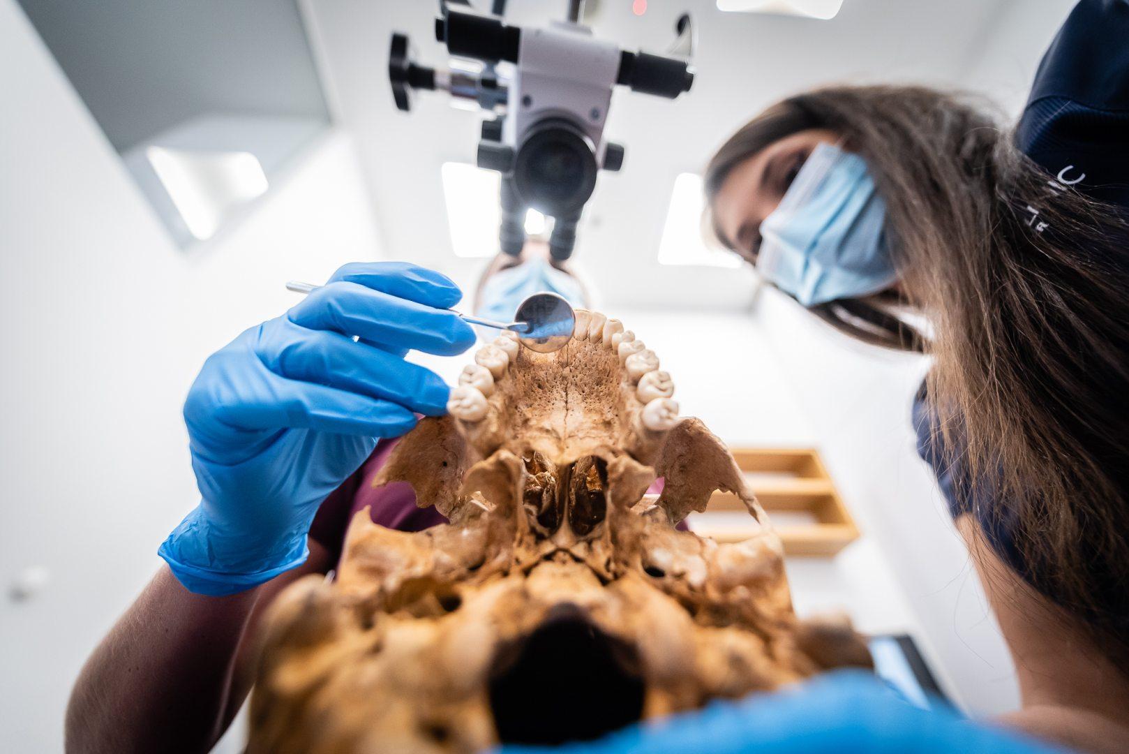 Badanie czaszek ludzi ze średniowiecza