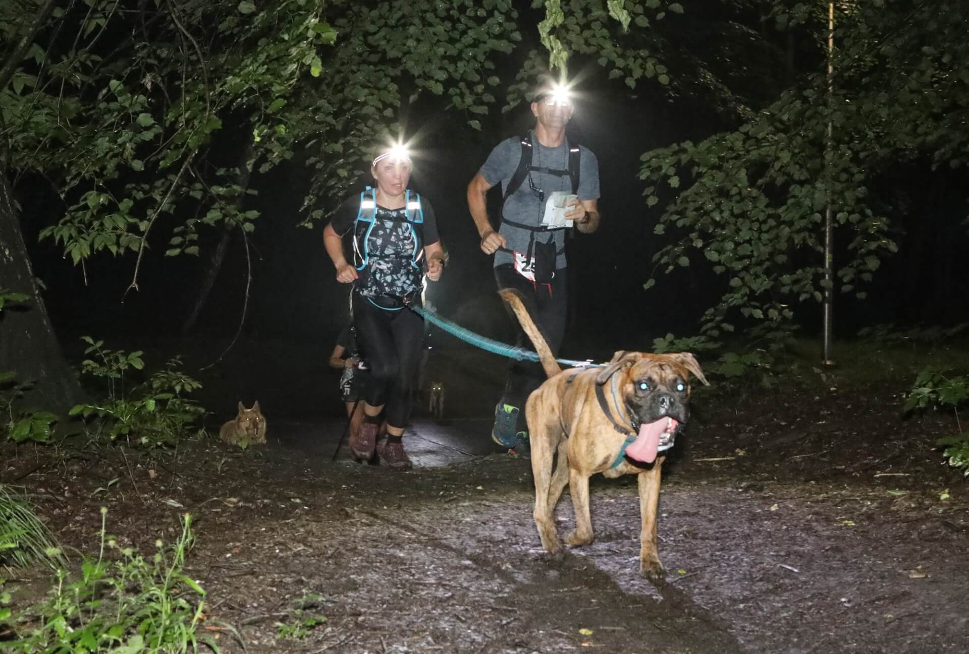 Dogtrekking park slaski 01