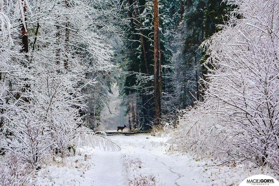 Las w Pniowcu zimą