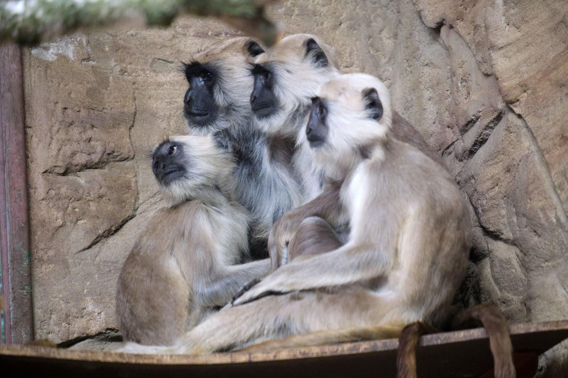 Hulmany w chorzowskim zoo