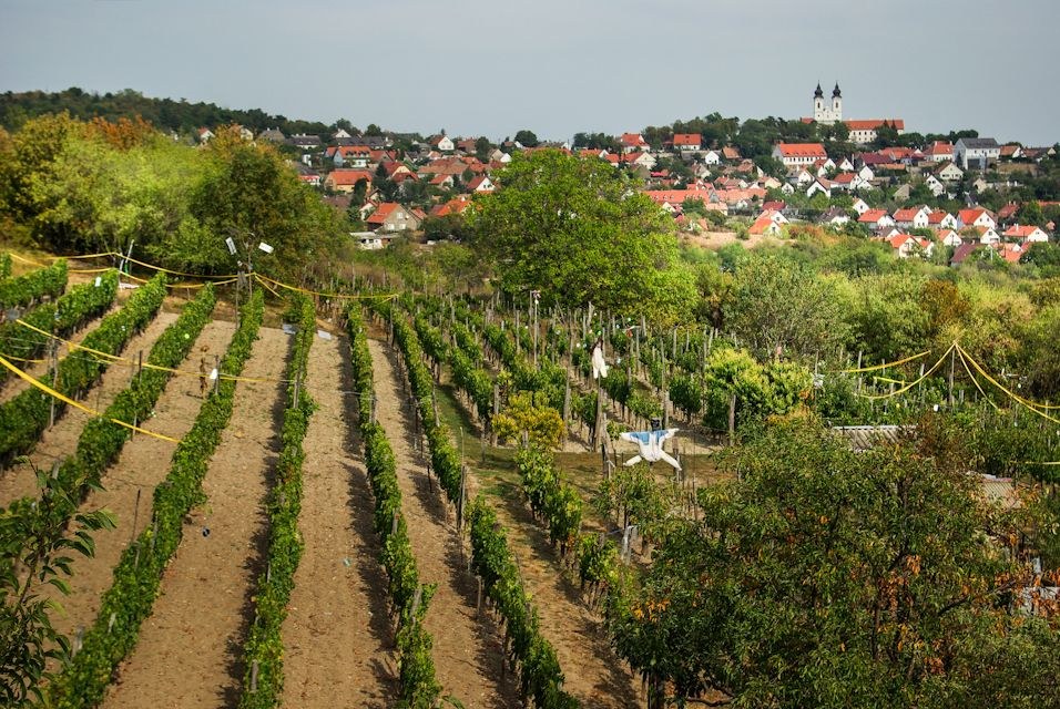 Półwysep Tihany winnice