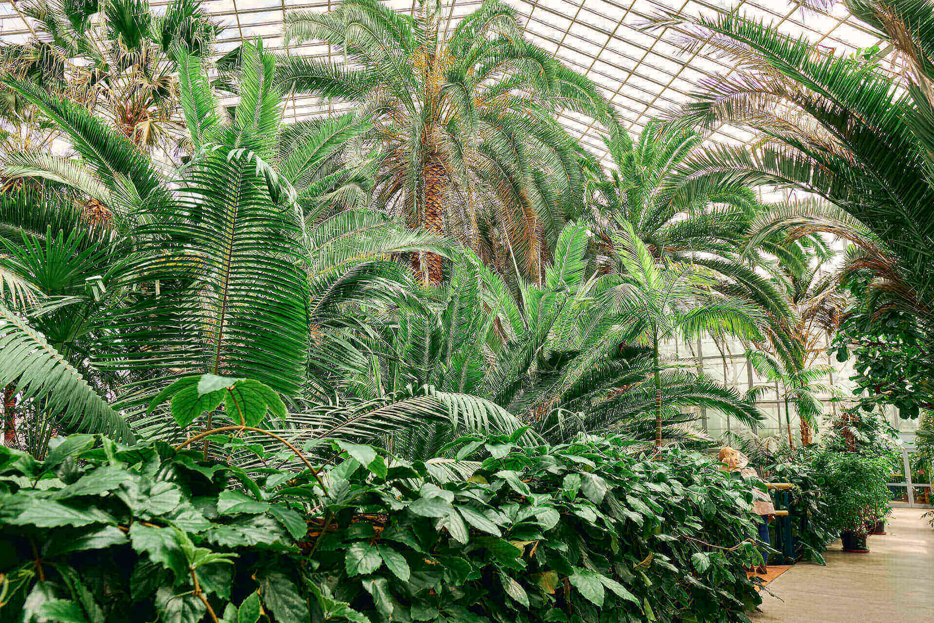 Palmiarnia Gliwice