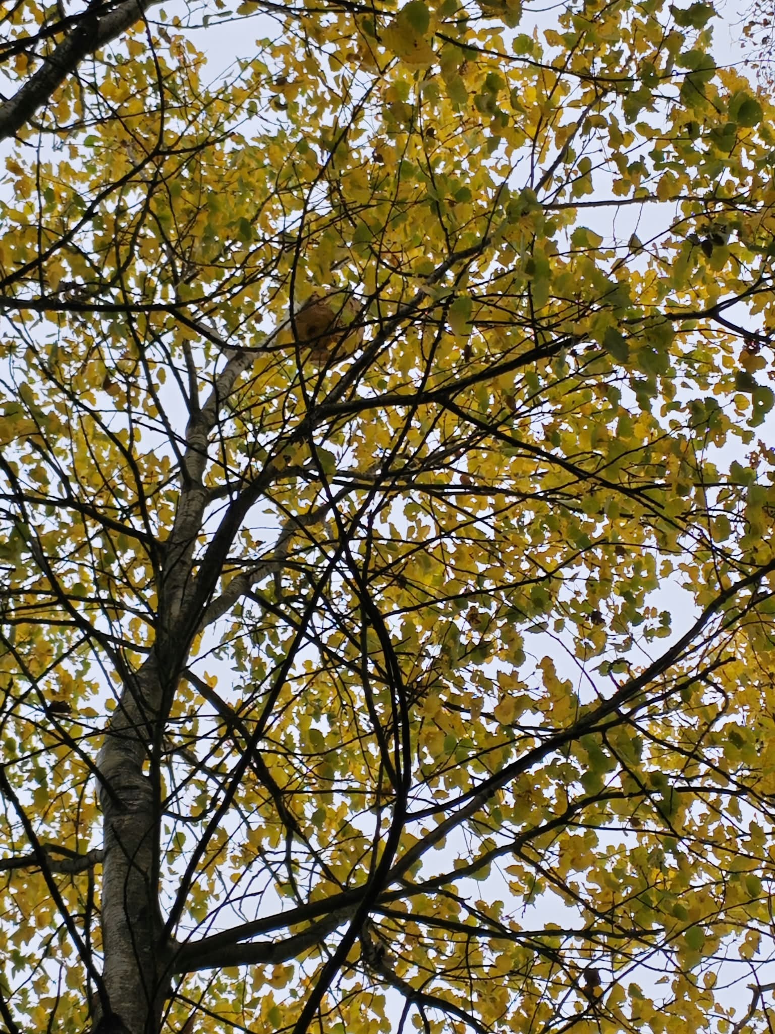 Vespa velutina