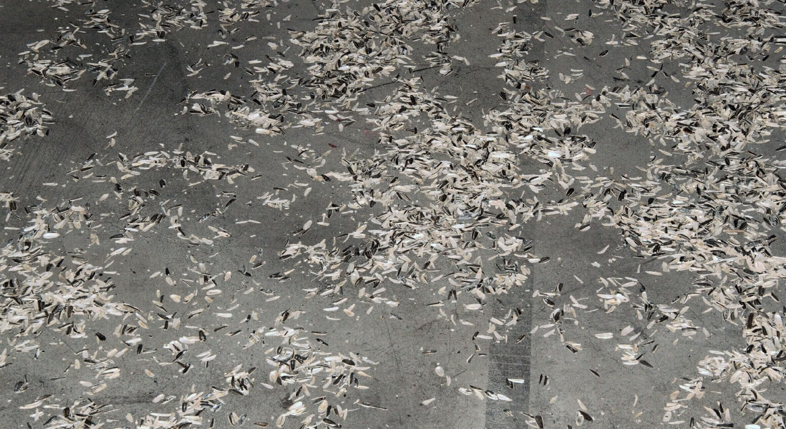 Adrian Zert "Rytuał"