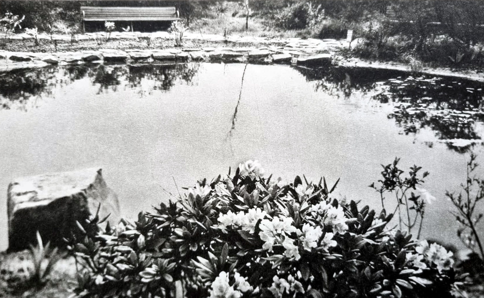 Fragment Alpinarium w latach 50.