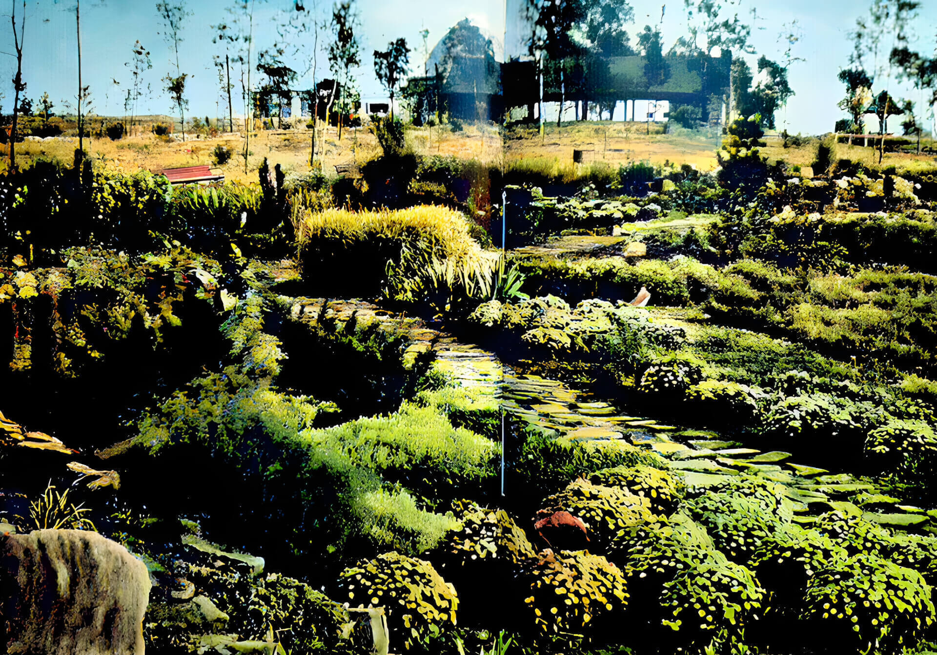 Magiczne zdjęcie Alpinarium (tu kolorowane), a w tle schron przeciwdeszczowy (dzisiejsza Leśniczowka). Na ostatnim planie widać Planetarium.