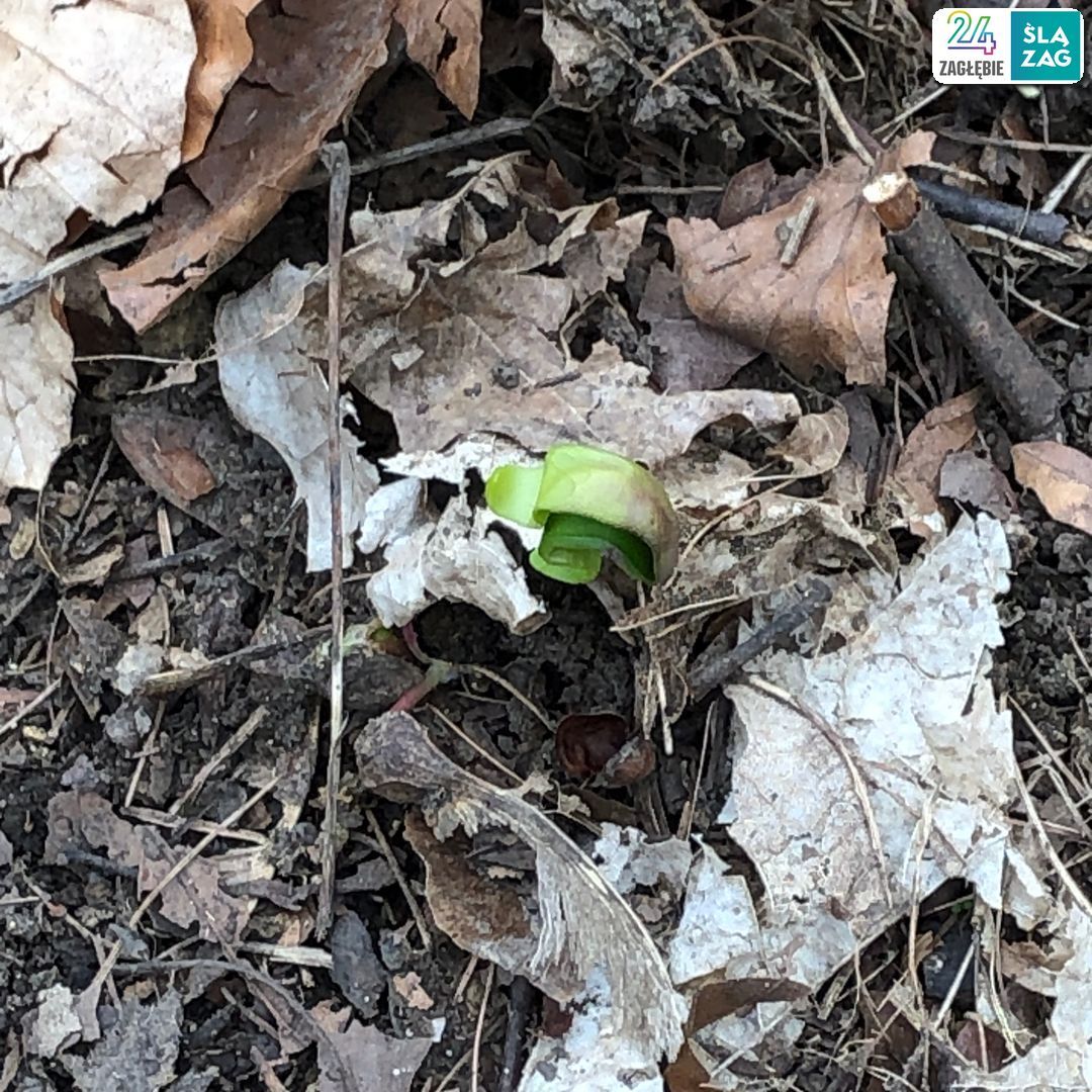 Będzin-Grodziec. Lasek na górze Św. Doroty. 30 marca 2025