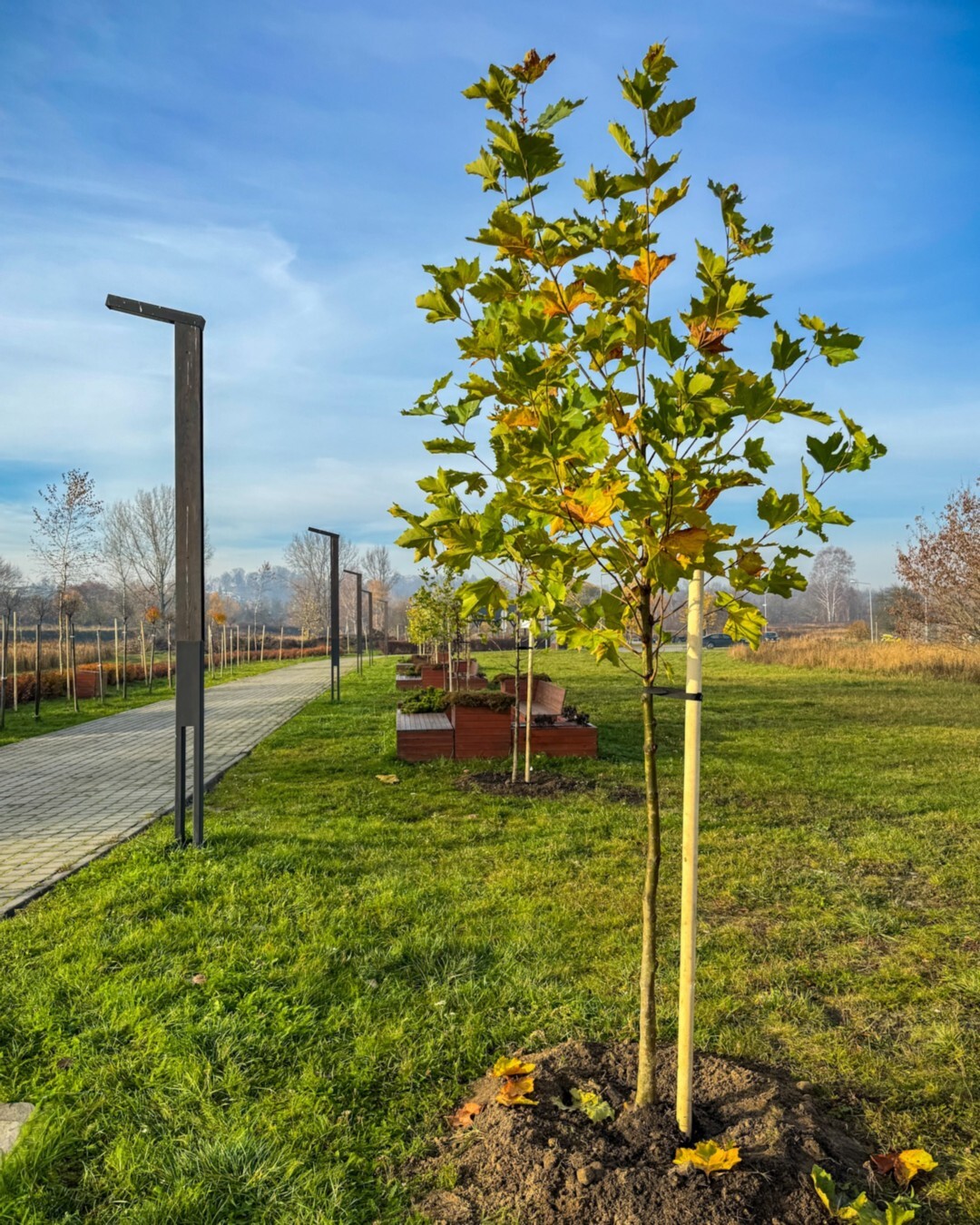 Będzin. Park przy miejskiej plaży. Listopad 2025.