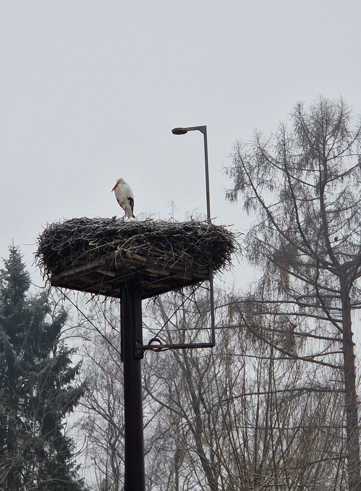 Bocian, Mikołów, 2026