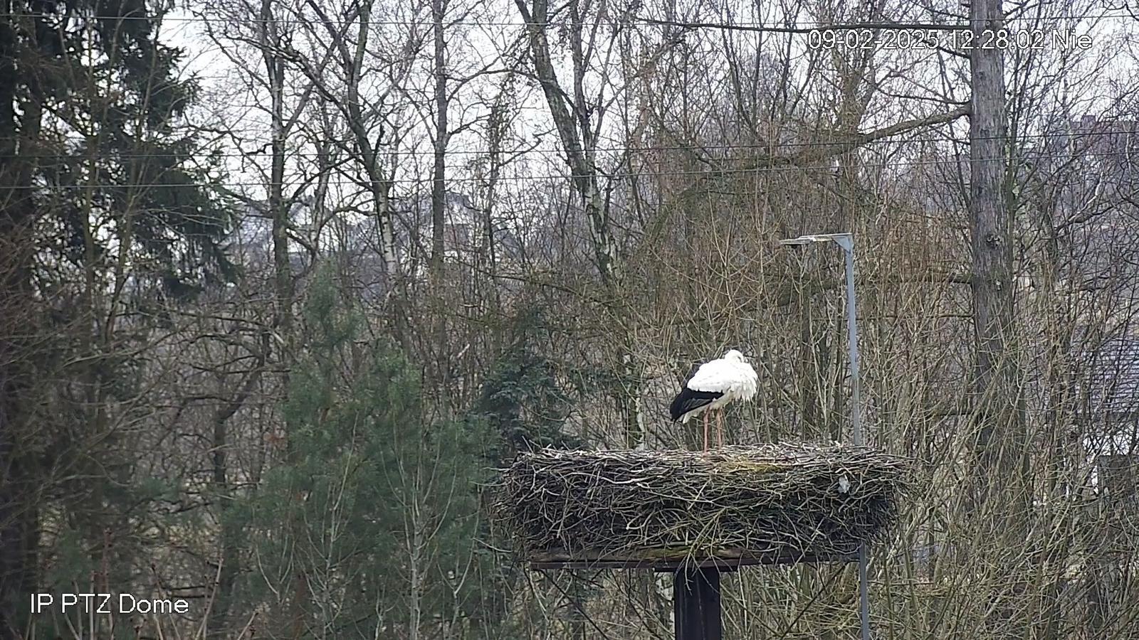 Bocian, Mikołów, 2025