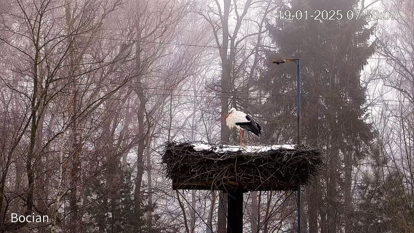 Bocian, Mikołów, 2025