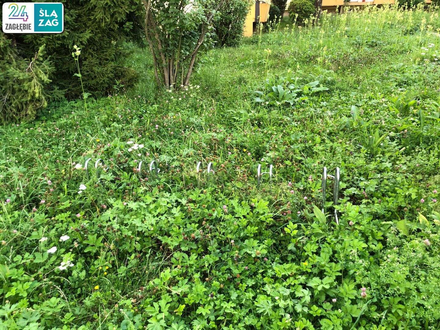 Cieszyn. Osiedle Podgórze. Parking rowerowy. Ten się nie przyjął. 2 sierpnia 2025.