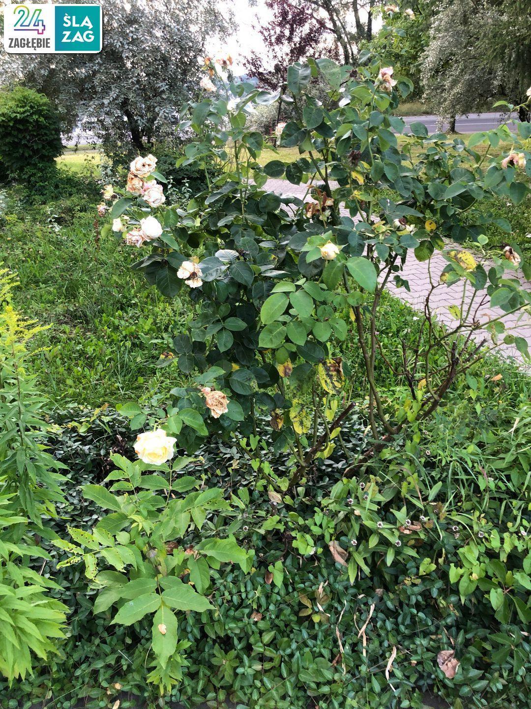 Cieszyn. Osiedle Podgórze czyli bloki wśród zieleni niczym w ośrodku wczasowym. 2 sierpnia 2025.