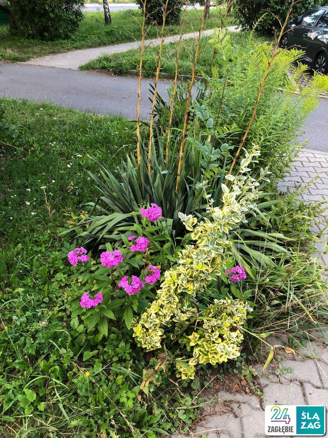 Cieszyn Osiedle Podgorze Zieleniec Fot Robert Lechowski 2025 08 02 03