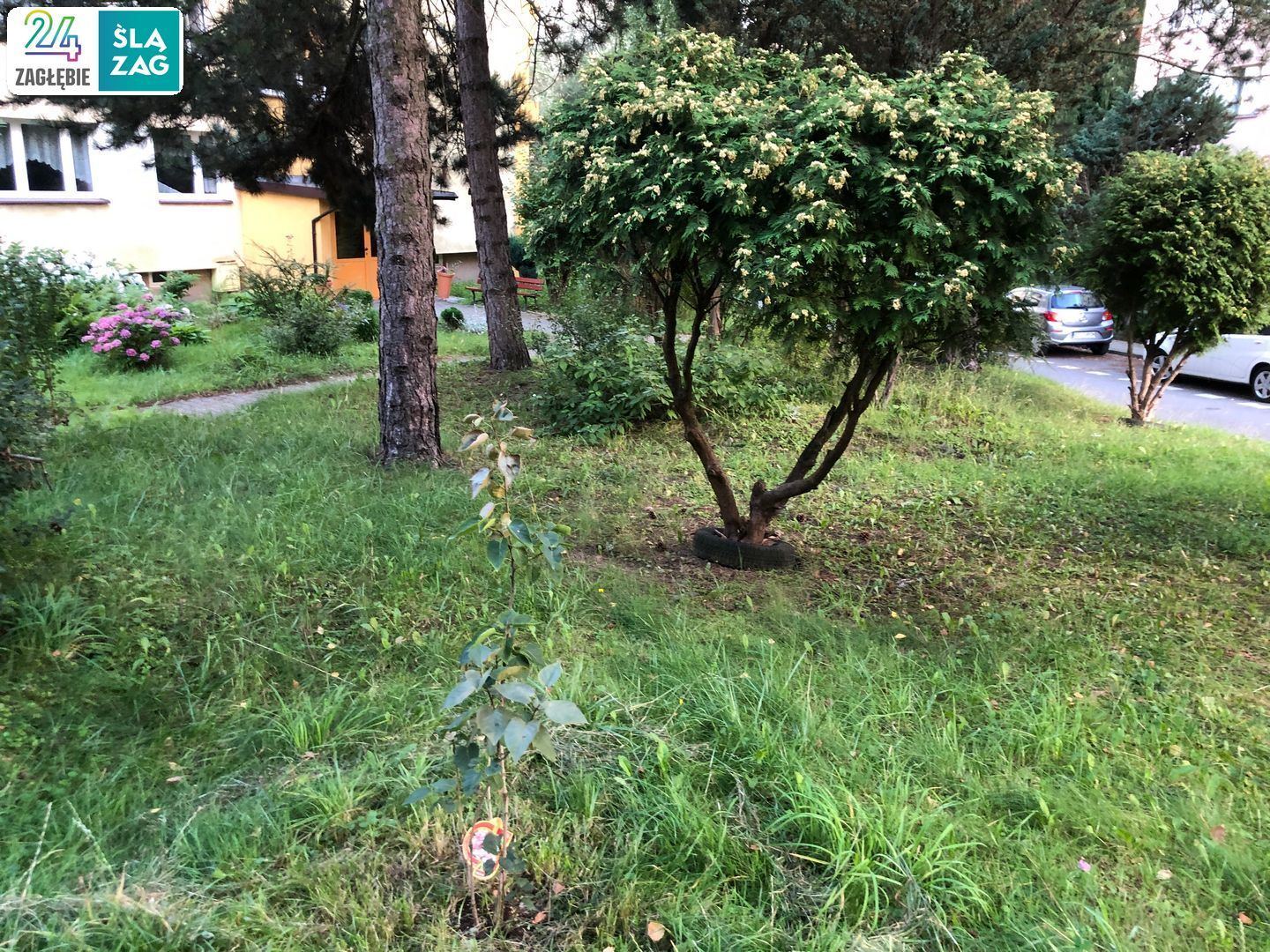 Cieszyn. Osiedle Podgórze czyli bloki wśród zieleni niczym w ośrodku wczasowym. 2 sierpnia 2025.