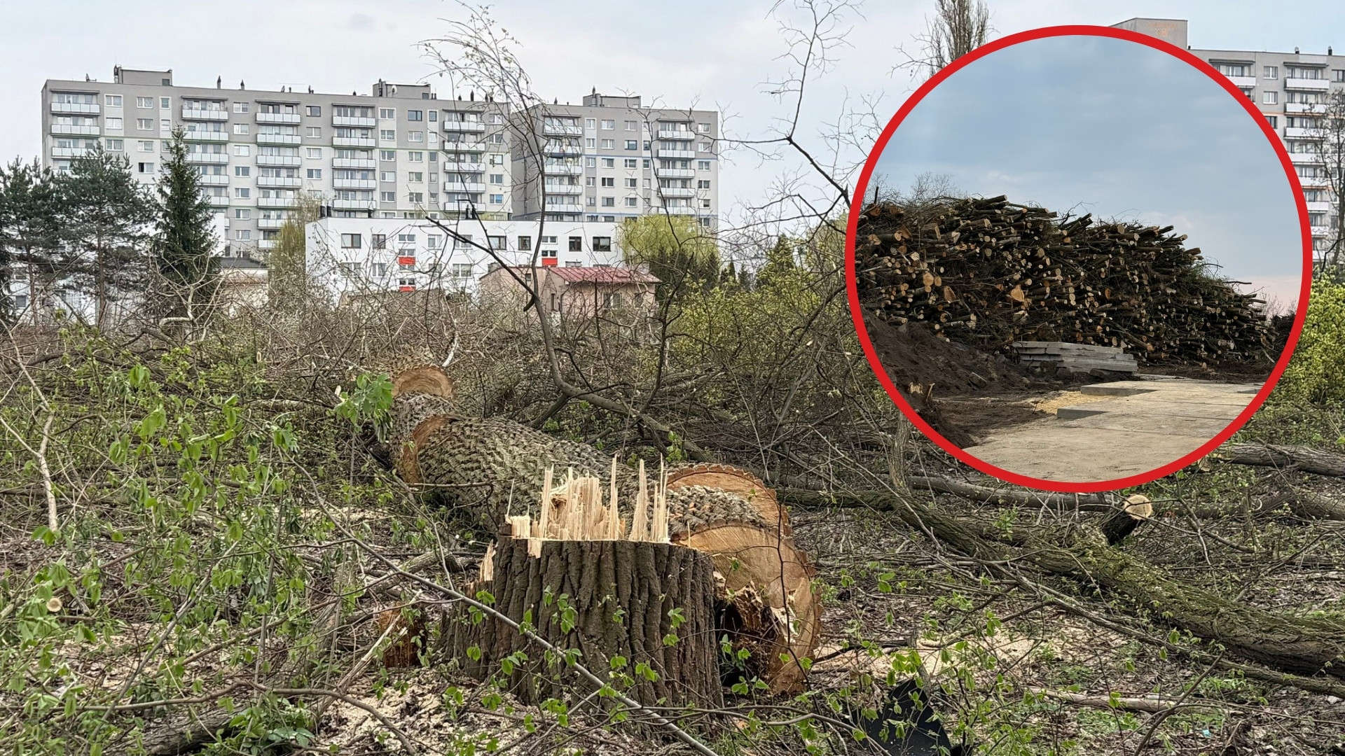 Wycinka kilkuset drzew pod budowę osiedla w Czeladzi. Dlaczego akurat w okresie lęgowym i dlaczego nie jest wstrzymana na czas kontroli?