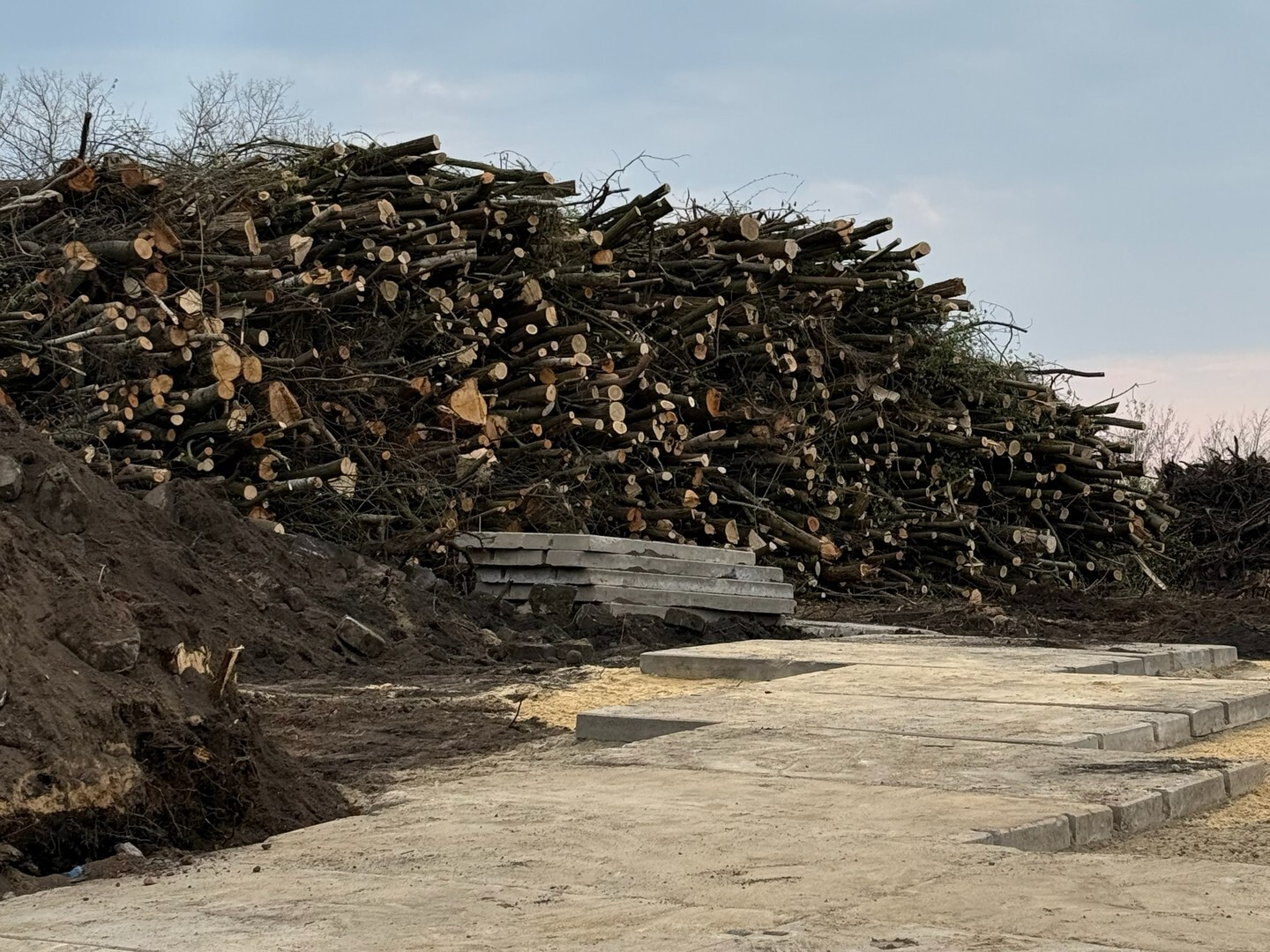 Czeladź. Szyb »Kondratowicz« – wycinka drzew pod nowe osiedle »DomBud«. Mapa. 16 kwietnia 2026