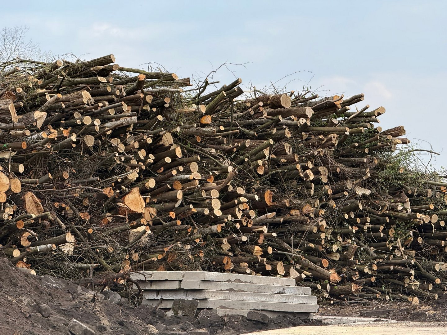 Czeladź. Szyb »Kondratowicz« – wycinka drzew pod nowe osiedle »DomBud«. Mapa. 16 kwietnia 2026