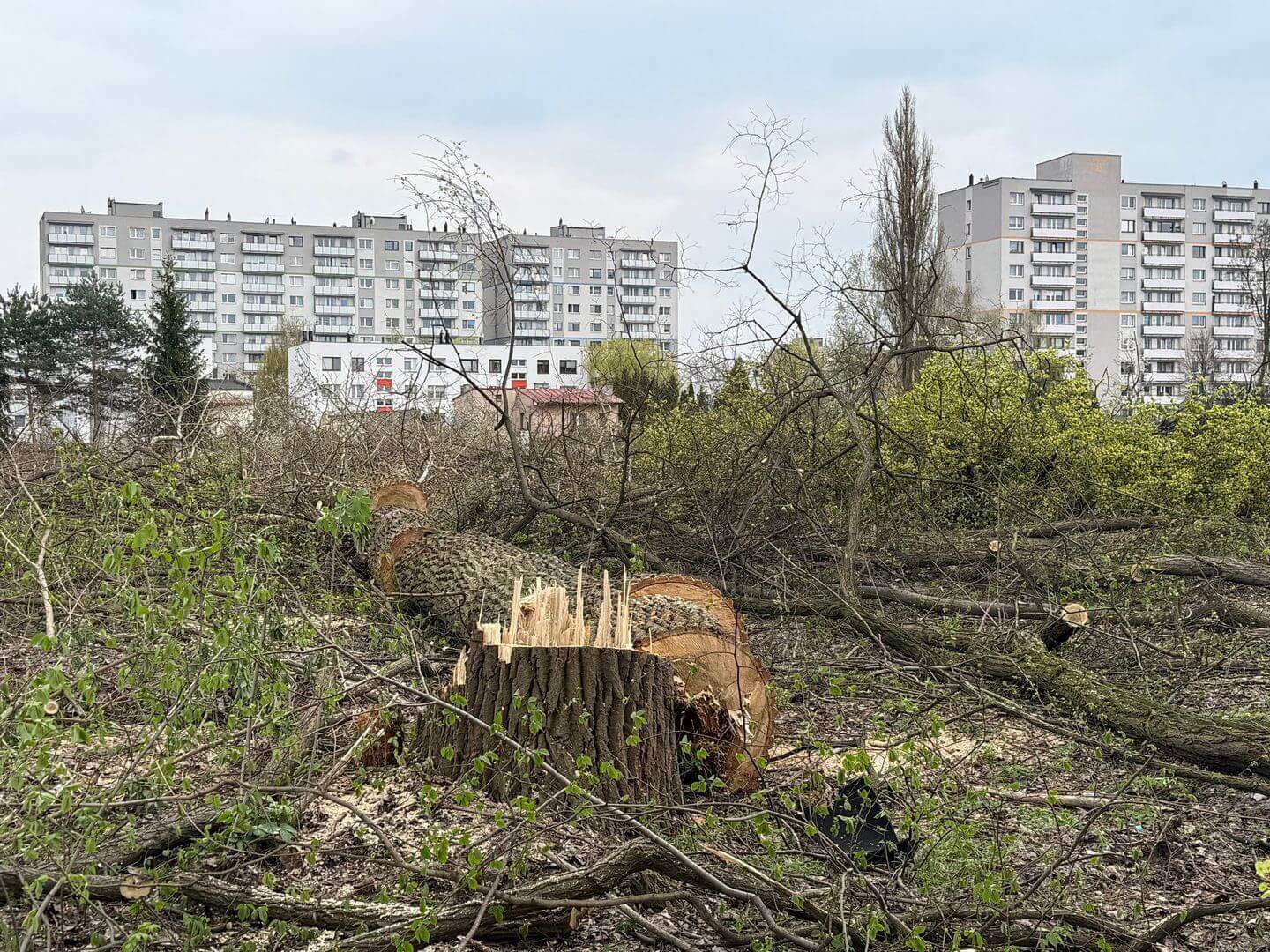 Czeladź. Szyb »Kondratowicz« – wycinka drzew pod nowe osiedle »DomBud«. Mapa. 16 kwietnia 2026