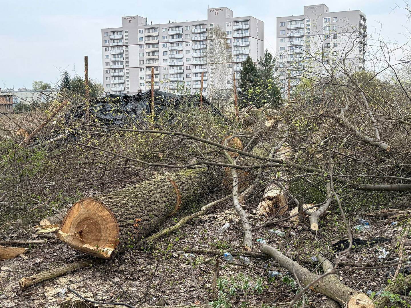 Czeladź. Szyb »Kondratowicz« – wycinka drzew pod nowe osiedle »DomBud«. Mapa. 16 kwietnia 2026