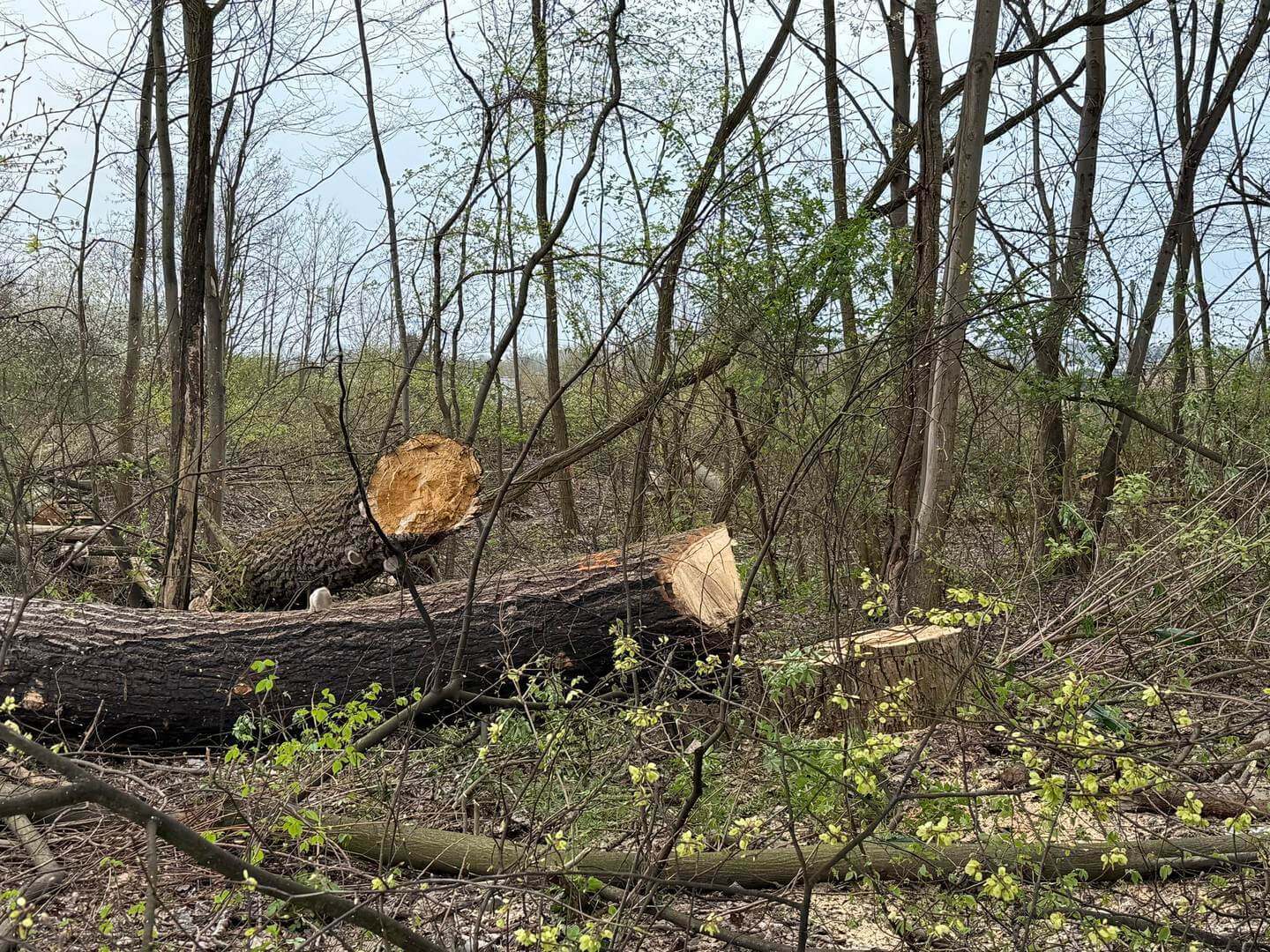 Czeladź. Szyb »Kondratowicz« – wycinka drzew pod nowe osiedle »DomBud«. Mapa. 16 kwietnia 2026