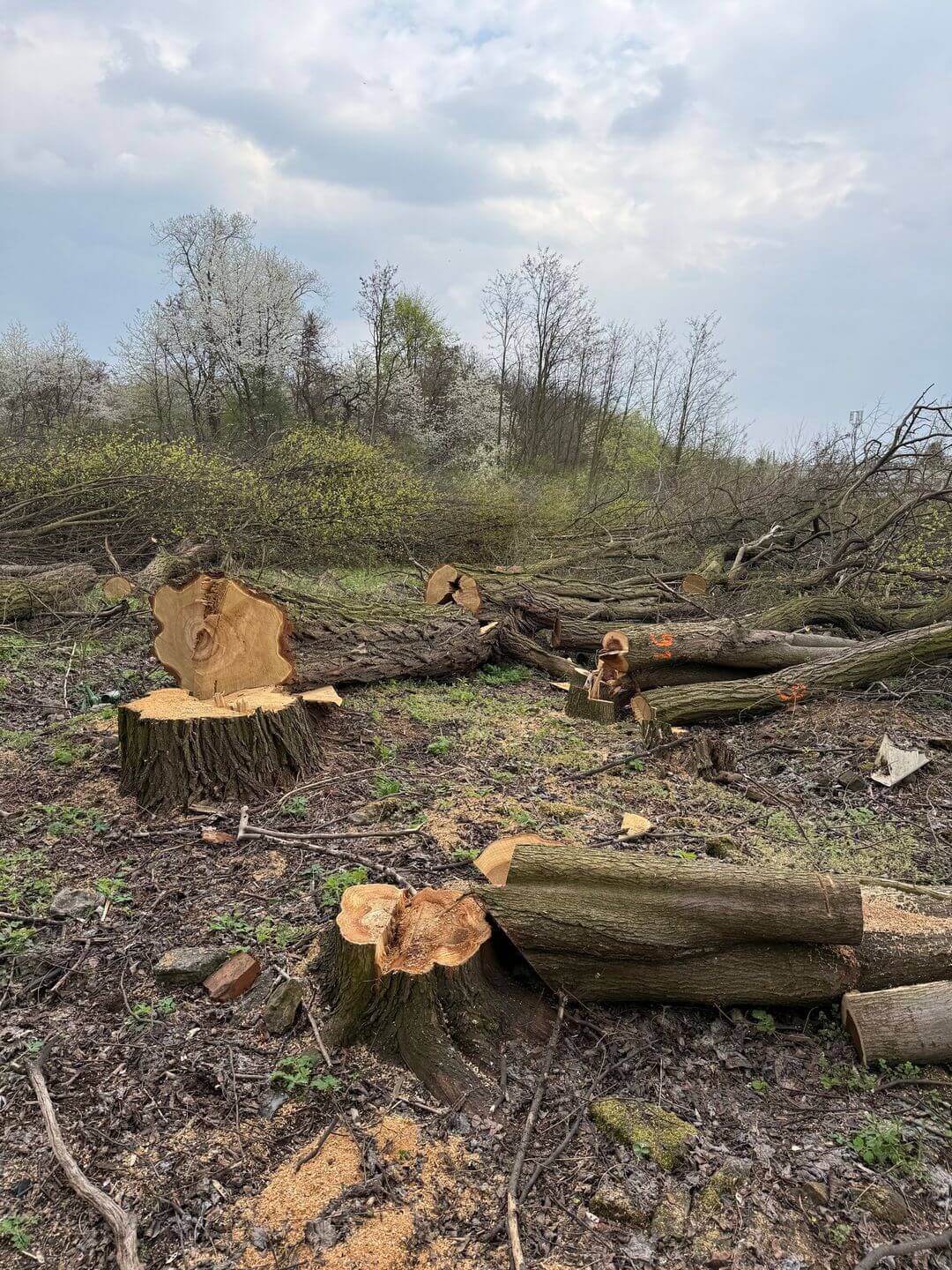 Czeladź. Szyb »Kondratowicz« – wycinka drzew pod nowe osiedle »DomBud«. Mapa. 16 kwietnia 2026