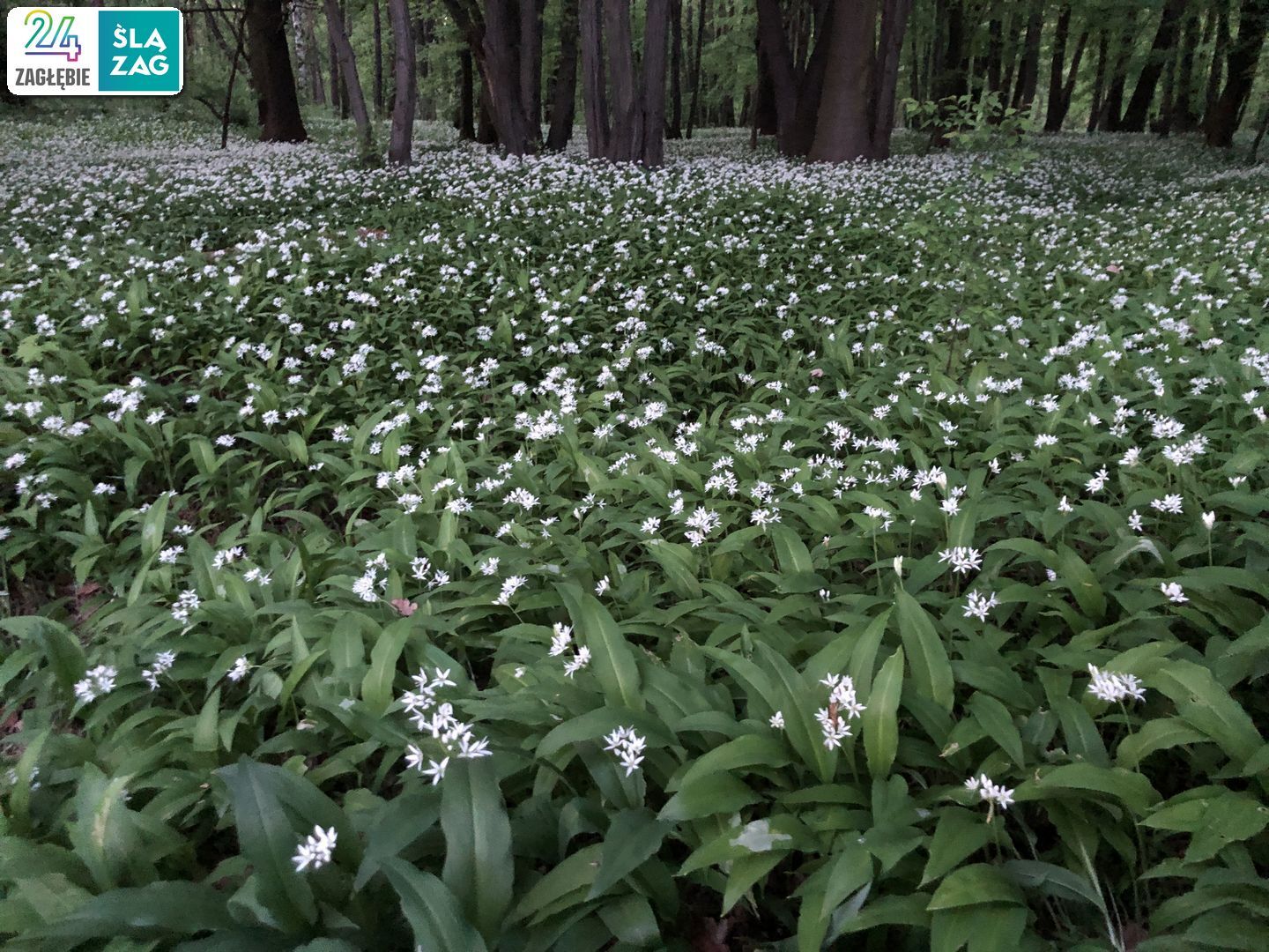 Dąbrowa Górnicza. Park „Zielona”. 26 kwietnia 2025.