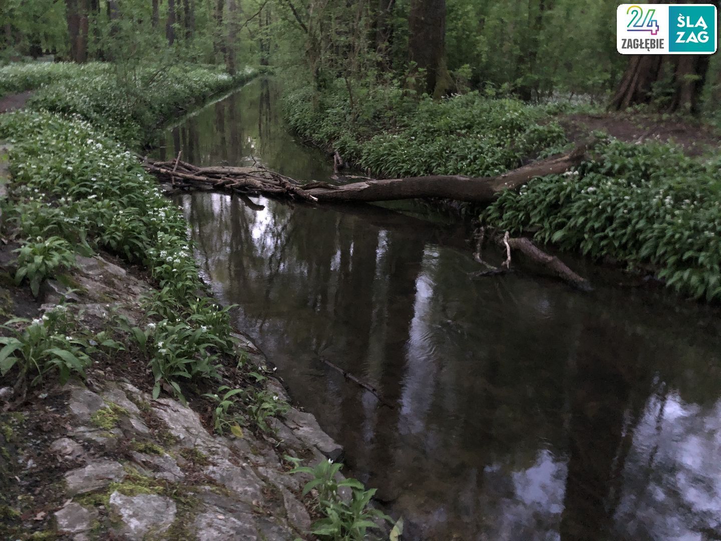 Dąbrowa Górnicza. Park „Zielona”. 26 kwietnia 2025.