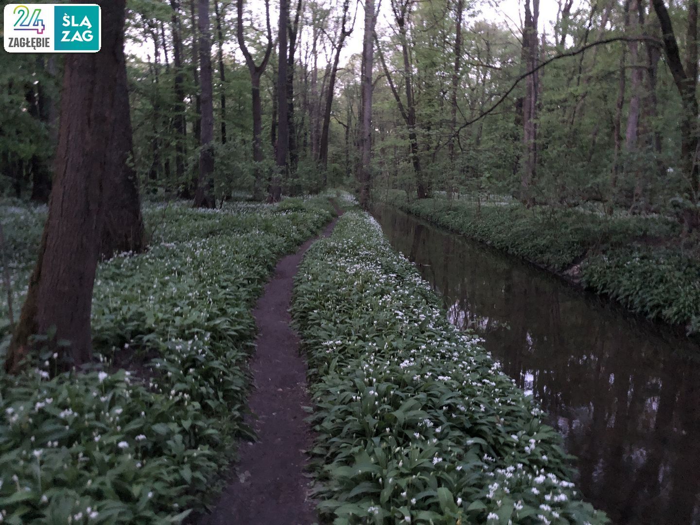 Dąbrowa Górnicza. Park „Zielona”. 26 kwietnia 2025.