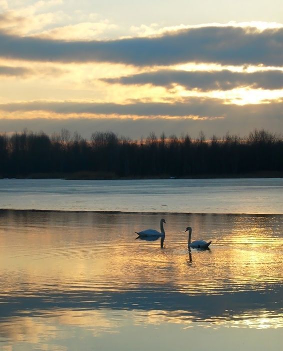 Dąbrowa Górnicza. Zbiornik Pogoria II. 4 marca 2009.