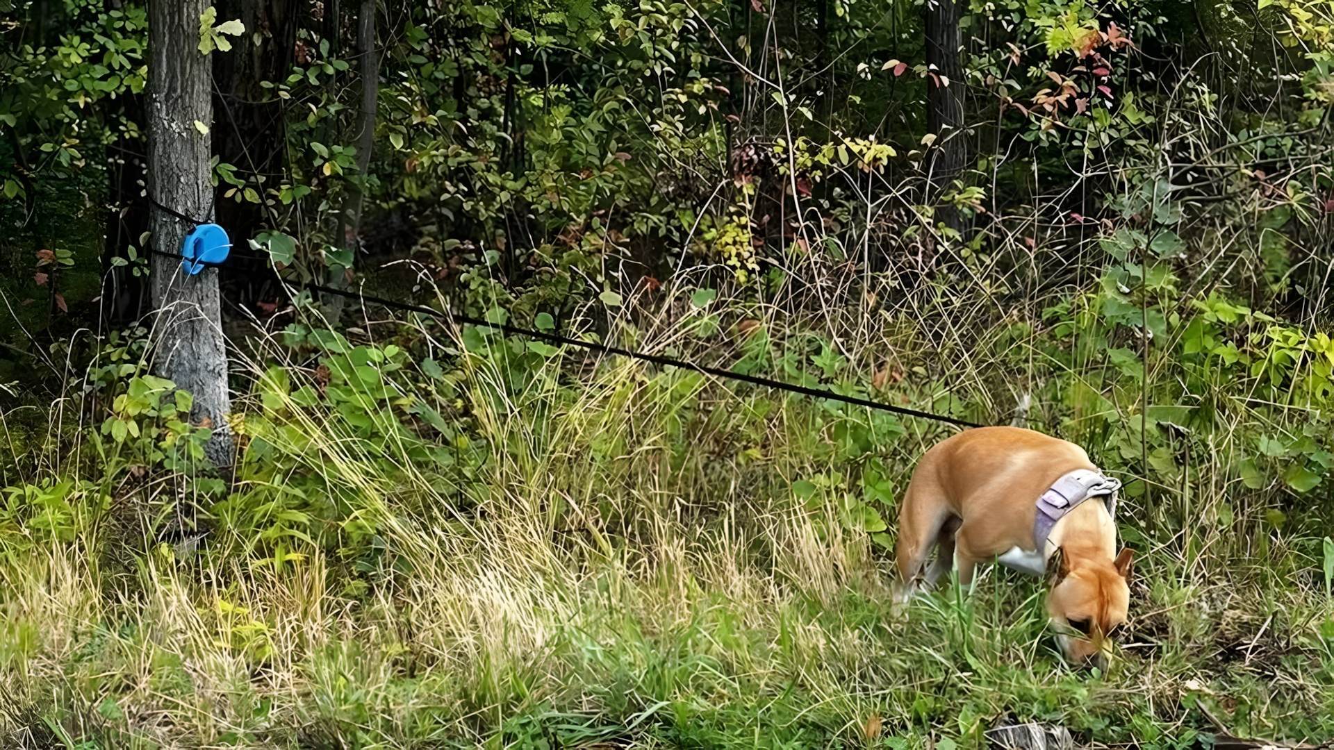 Dabrowa Górnicza-Rudy. Porzucony Amstaff. 25 września 2025.