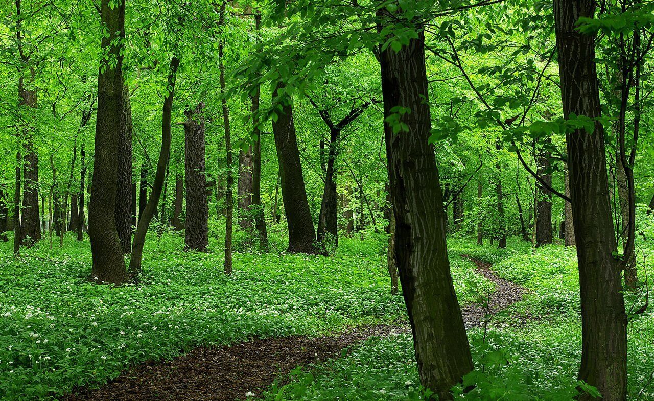 Dąbrowa Górnicza. Uroczysko „Zielona”. Czosnek niedźwiedzi. 1 maja 2013.
