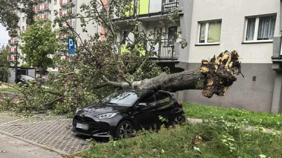 Drzewo przewróciło się na zaparkowany samochód, Sosnowiec