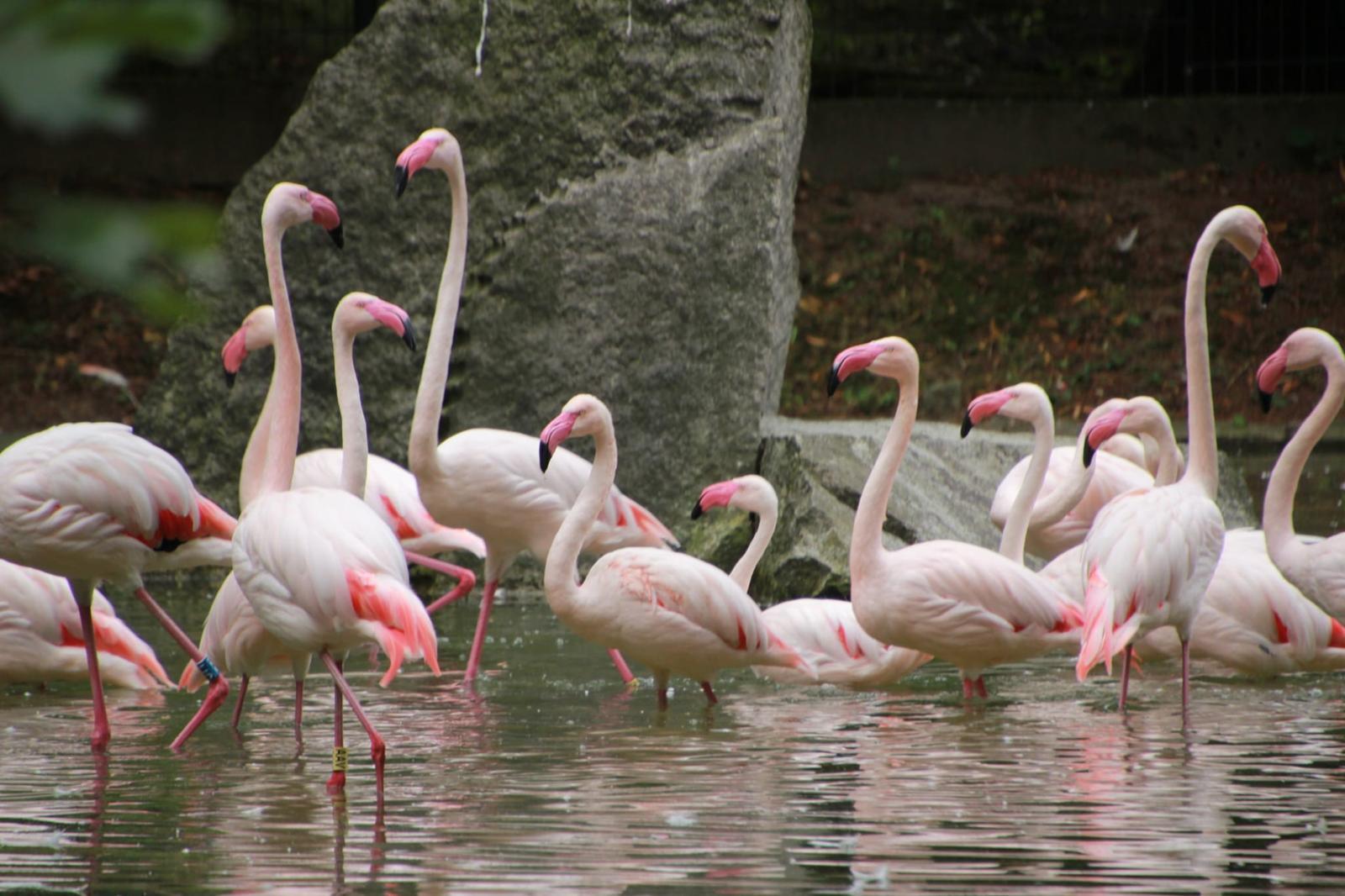 FLAMINGI